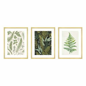 Obrazy v súprave 3 ks 30x40 cm Fern – knor