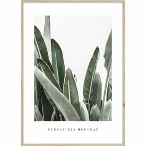 Obraz 50x70 cm Strelitzia – Styler